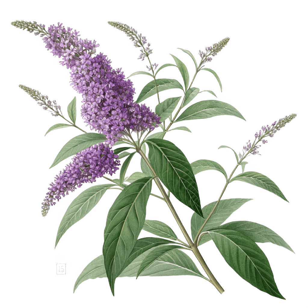 Buddleja